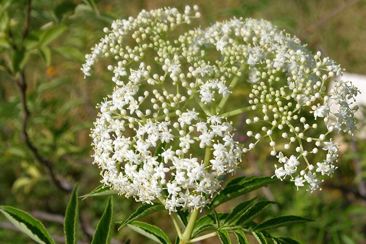 Sambucus canadensis- Elderberry Native Planting for Long Island Suffolk Hydroseeding.com 